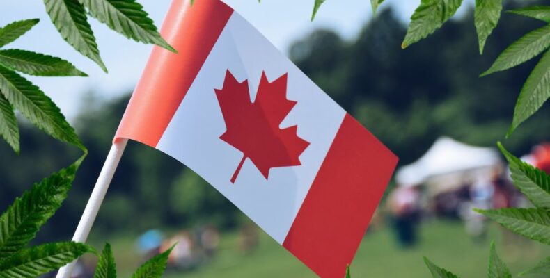 Canadas cannabis-succes: En model for danmark?