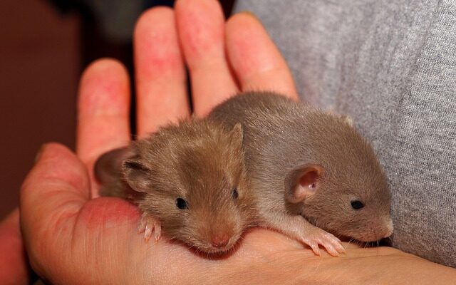 Rotter i byen: Et usynligt samfund under fødderne