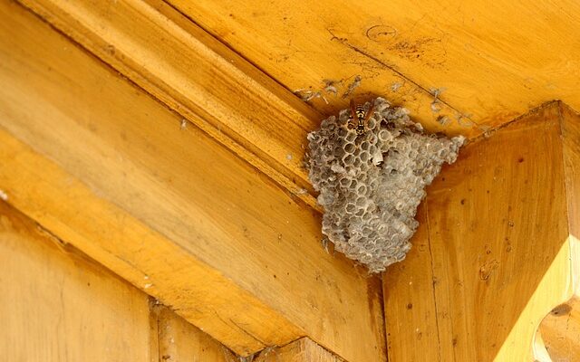 Bæredygtige løsninger: Miljøvenlig skadedyrsbekæmpelse i holbæk