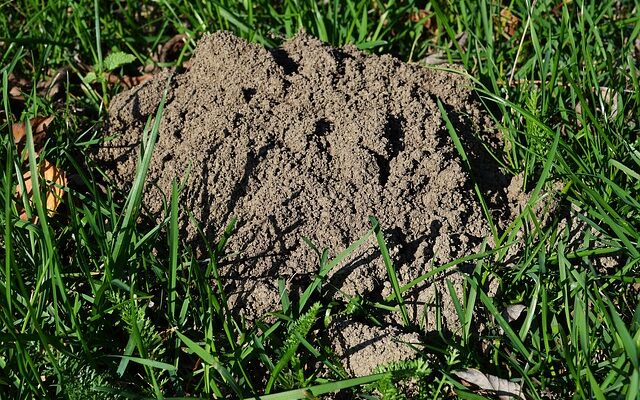 Naturlige tricks til effektiv muldvarpebekæmpelse