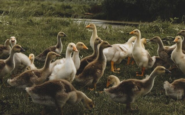 Lokalbank eller storbank? Sådan vælger holbækkerne deres bank